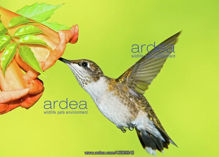 : Ruby Throated Hummingbird : Ruby Throated Hummingbird