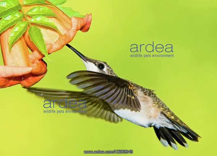 : Ruby Throated Hummingbird : Ruby Throated Hummingbird