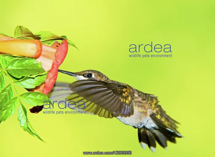 : Ruby Throated Hummingbird : Ruby Throated Hummingbird