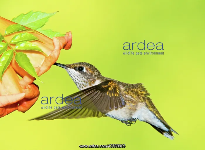 : Ruby Throated Hummingbird : Ruby Throated Hummingbird