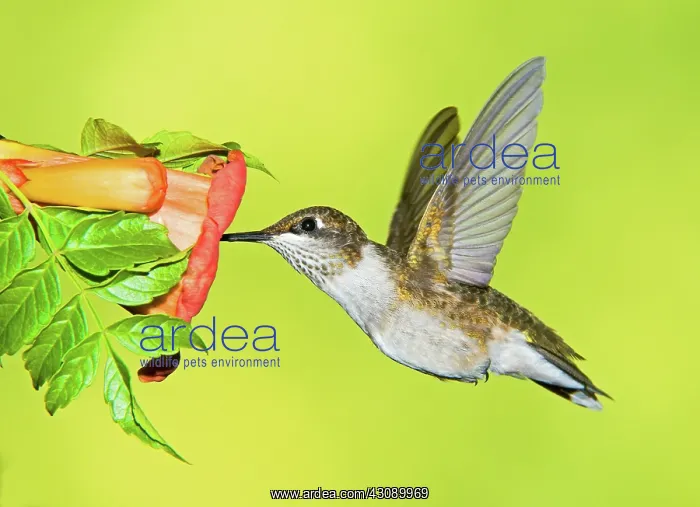 : Ruby Throated Hummingbird : Ruby Throated Hummingbird