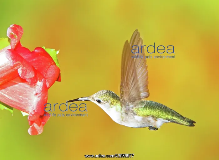 : Ruby Throated Hummingbird : Ruby Throated Hummingbird