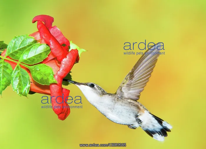 : Ruby Throated Hummingbird : Ruby Throated Hummingbird
