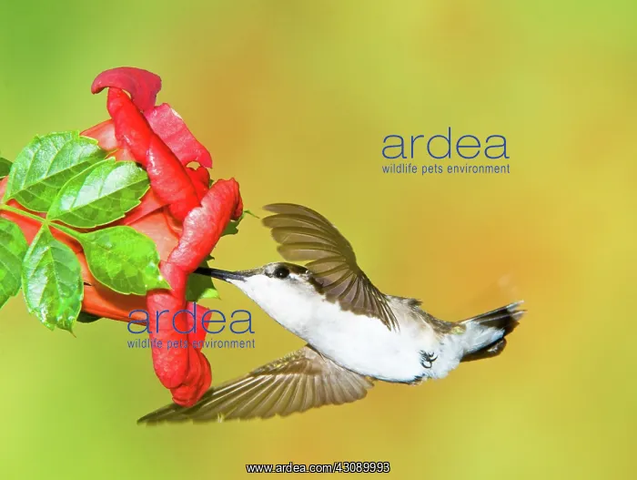 : Ruby Throated Hummingbird : Ruby Throated Hummingbird
