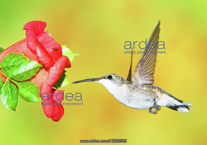 : Ruby Throated Hummingbird : Ruby Throated Hummingbird