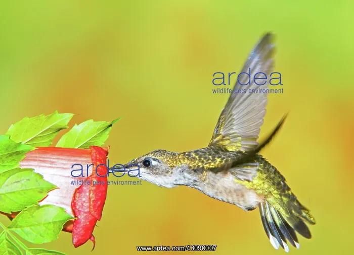 : Ruby Throated Hummingbird : Ruby Throated Hummingbird
