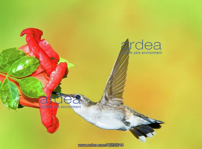 : Ruby Throated Hummingbird : Ruby Throated Hummingbird