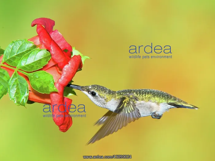 : Ruby Throated Hummingbird : Ruby Throated Hummingbird
