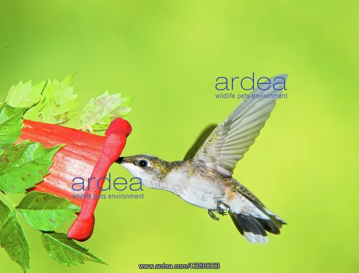 : Ruby Throated Hummingbird : Ruby Throated Hummingbird