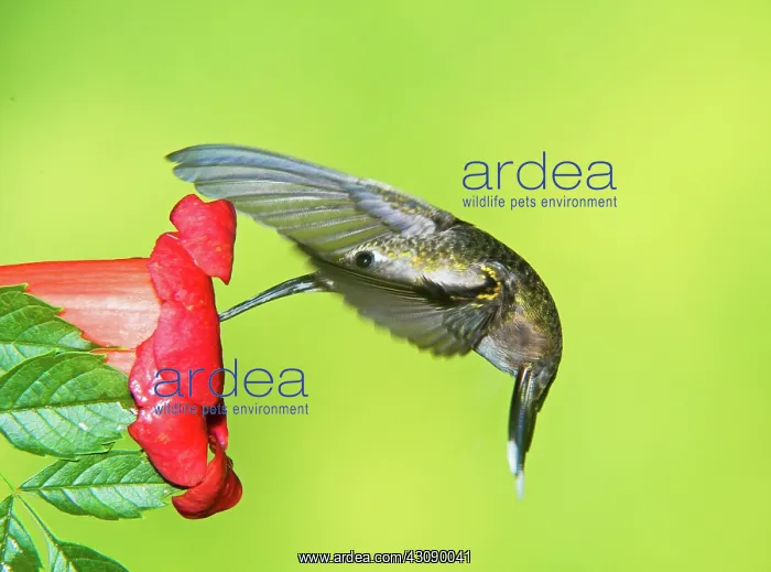 : Ruby Throated Hummingbird : Ruby Throated Hummingbird