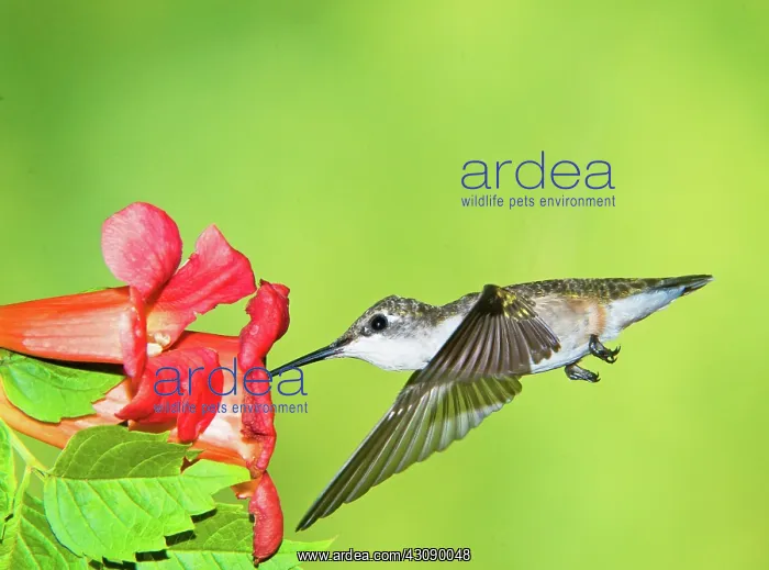 : Ruby Throated Hummingbird : Ruby Throated Hummingbird