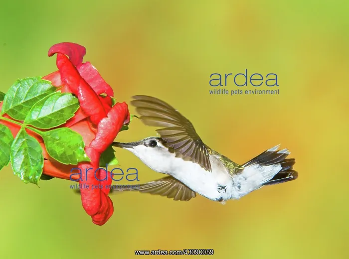 : Ruby Throated Hummingbird : Ruby Throated Hummingbird