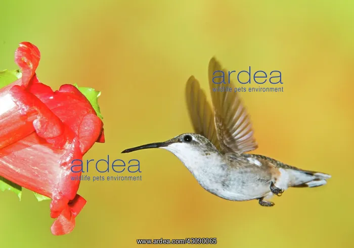 : Ruby Throated Hummingbird : Ruby Throated Hummingbird