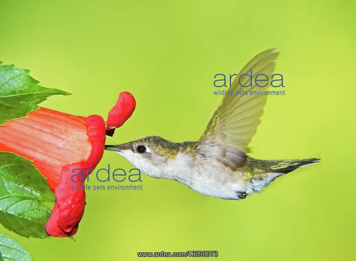 : Ruby Throated Hummingbird : Ruby Throated Hummingbird
