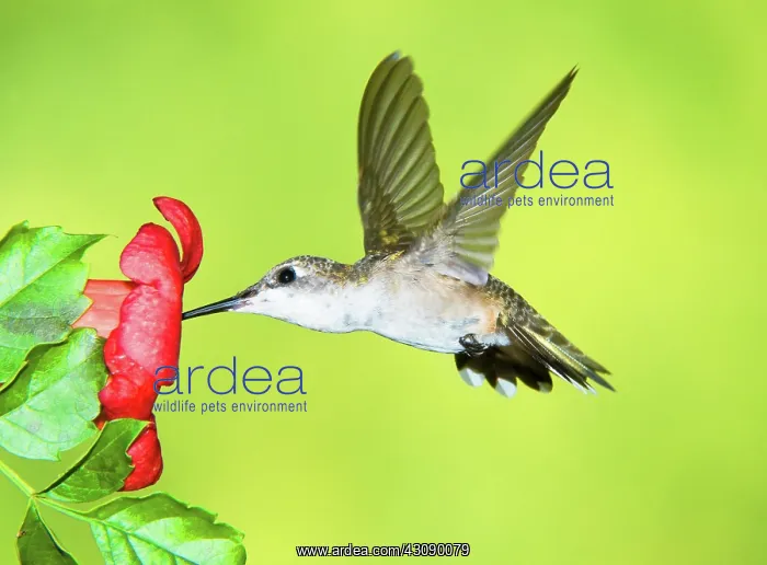 : Ruby Throated Hummingbird : Ruby Throated Hummingbird