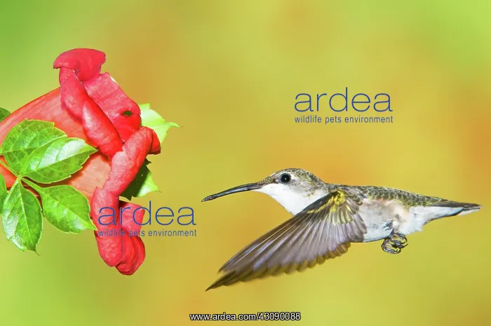 : Ruby Throated Hummingbird : Ruby Throated Hummingbird