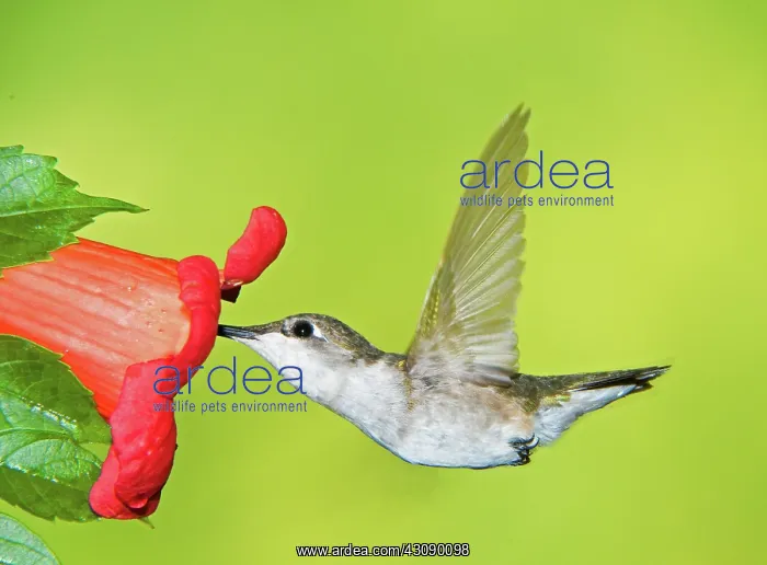 : Ruby Throated Hummingbird : Ruby Throated Hummingbird