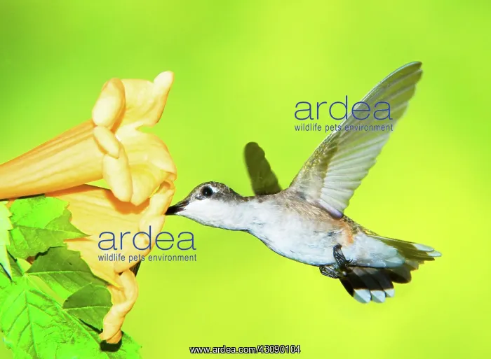  : Ruby Throated Hummingbird