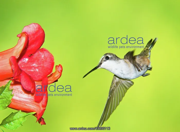 : Ruby Throated Hummingbird : Ruby Throated Hummingbird