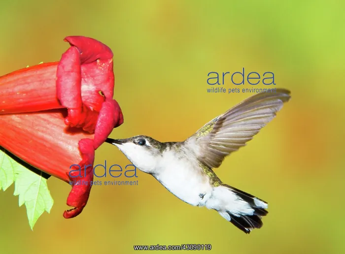 : Ruby Throated Hummingbird : Ruby Throated Hummingbird