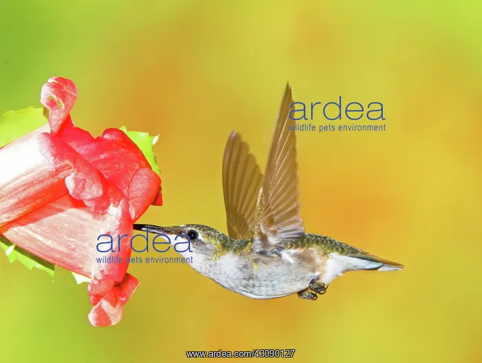  : Ruby Throated Hummingbird