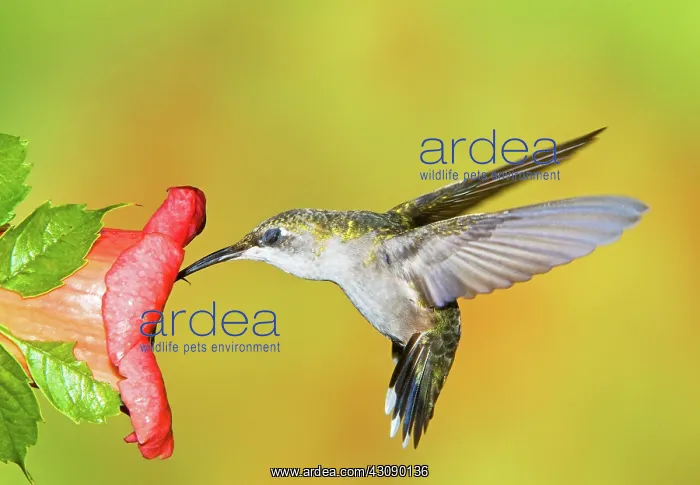  : Ruby Throated Hummingbird