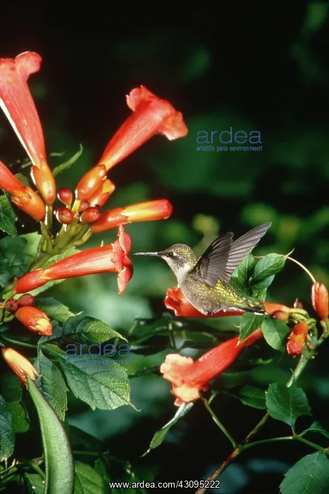 : Ruby Throated Hummingbird : Ruby Throated Hummingbird