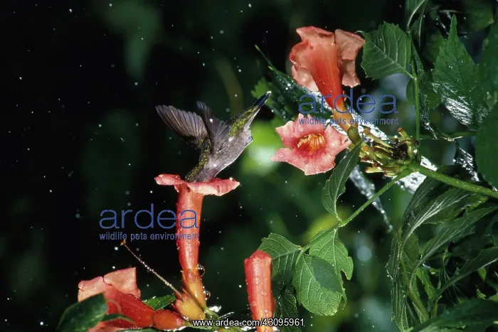 : Ruby Throated Hummingbird : Ruby Throated Hummingbird
