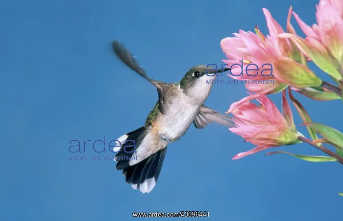 : Ruby-throated Hummingbird : Ruby-throated Hummingbird