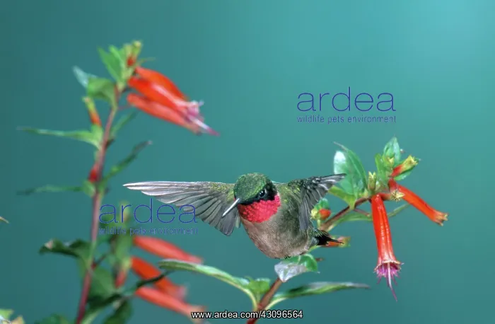 : Ruby-throated Hummingbird : Ruby-throated Hummingbird