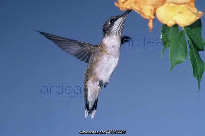 : Ruby Throated Hummingbird : Ruby Throated Hummingbird