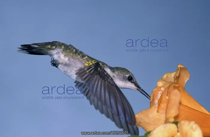 : Ruby Throated Hummingbird : Ruby Throated Hummingbird