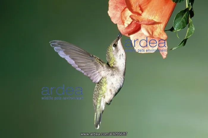 : Ruby Throated Hummingbird : Ruby Throated Hummingbird