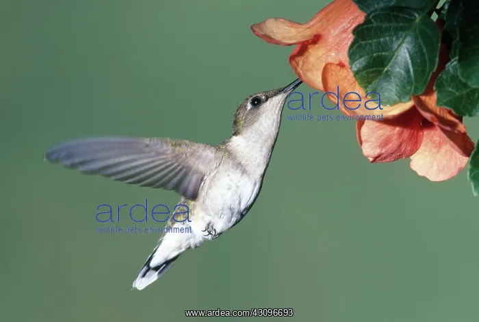 : Ruby Throated Hummingbird : Ruby Throated Hummingbird