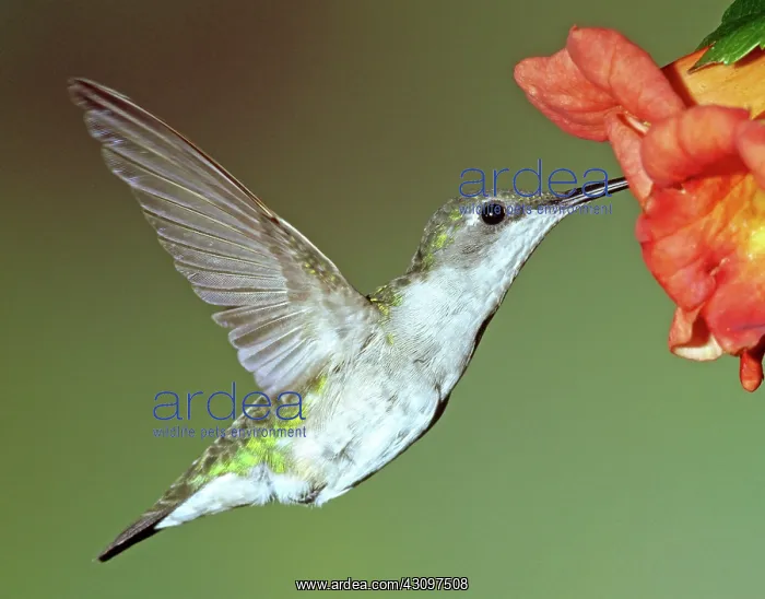 : Ruby-throated Hummingbird : Ruby-throated Hummingbird