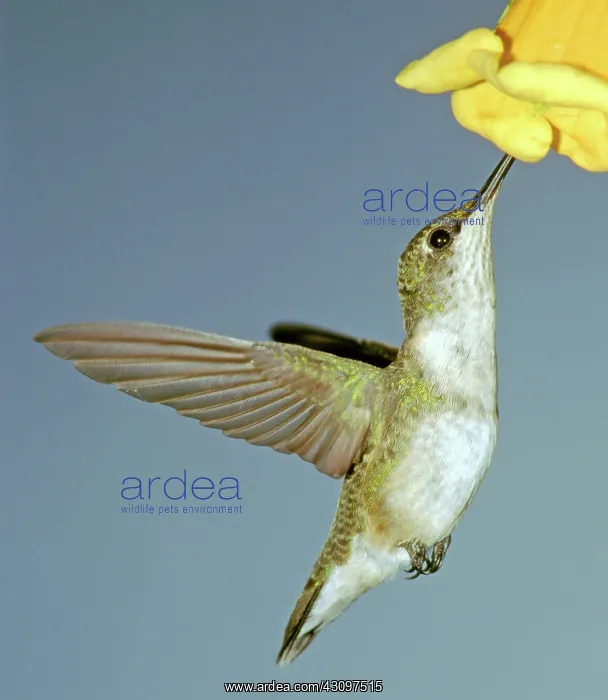 : Ruby-throated Hummingbird : Ruby-throated Hummingbird