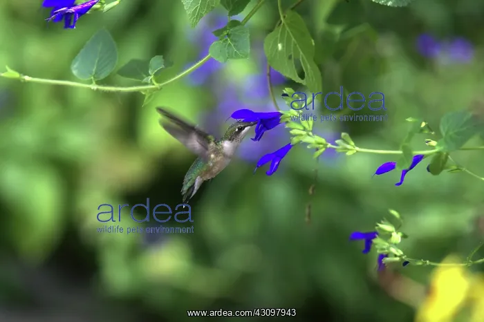 : Ruby-Throated Hummingbird : Ruby-Throated Hummingbird