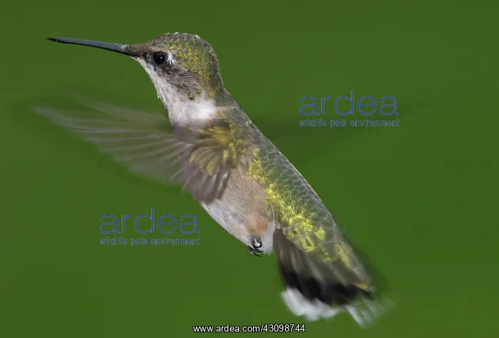: Ruby-throated Hummingbird : Ruby-throated Hummingbird