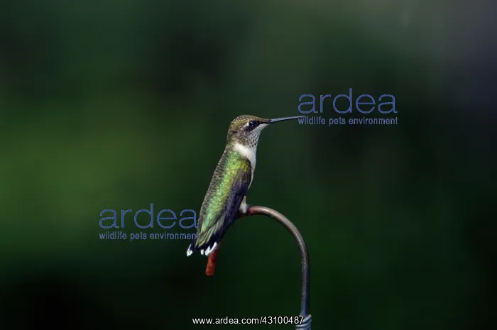 : Ruby-throated Hummingbird : Ruby-throated Hummingbird