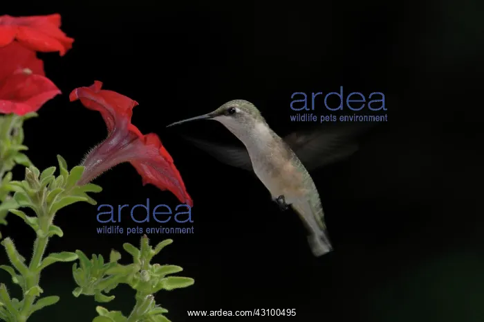 : Ruby-throated Hummingbird : Ruby-throated Hummingbird