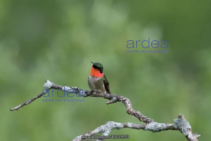 : Ruby-throated Hummingbird : Ruby-throated Hummingbird