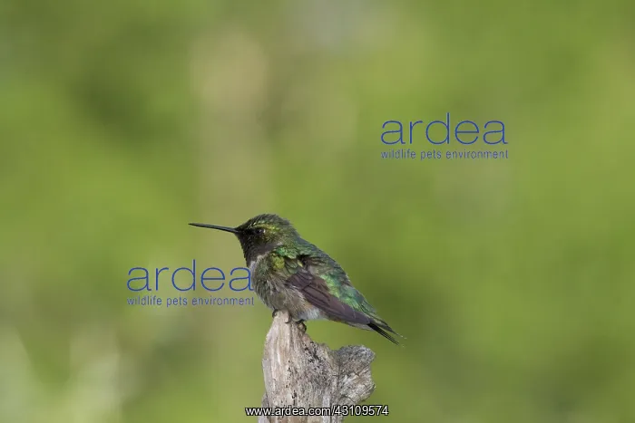 : Ruby-throated Hummingbird : Ruby-throated Hummingbird