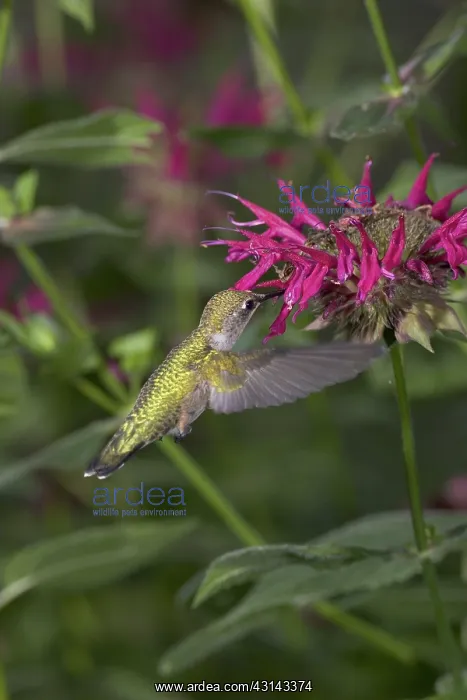 : Ruby-throated Hummingbird : Ruby-throated Hummingbird
