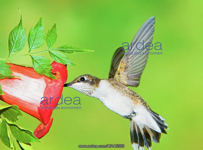 : Ruby Throated Hummingbird : Ruby Throated Hummingbird
