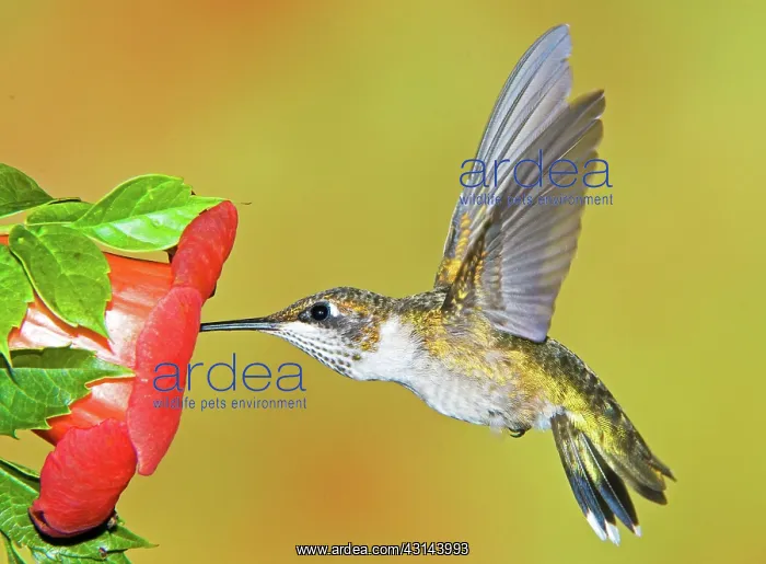 : Ruby Throated Hummingbird : Ruby Throated Hummingbird