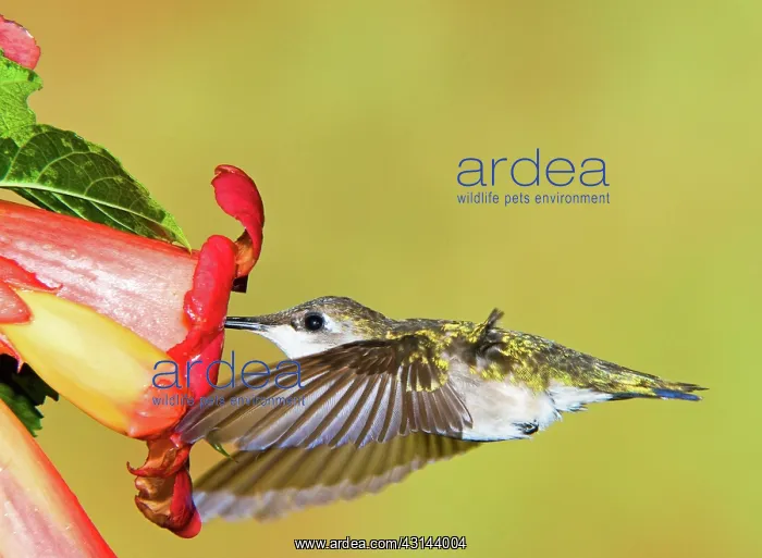 : Ruby Throated Hummingbird : Ruby Throated Hummingbird