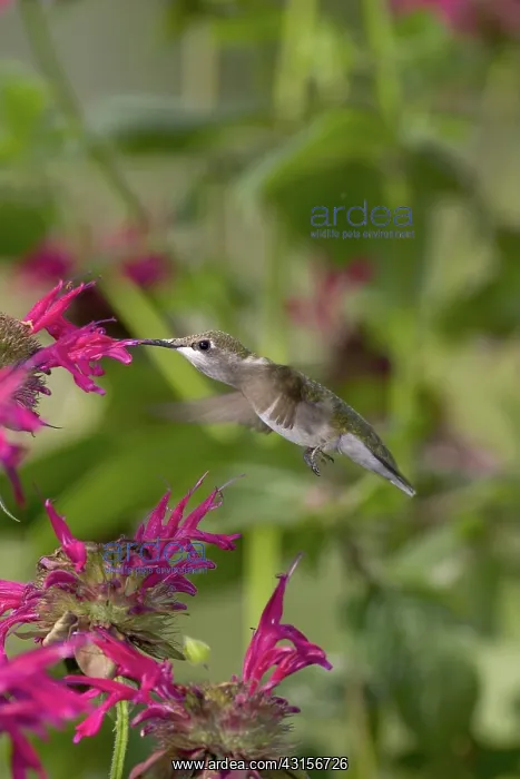 : Ruby-throated Hummingbird : Ruby-throated Hummingbird