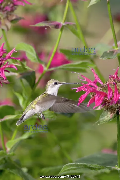: Ruby-throated Hummingbird : Ruby-throated Hummingbird