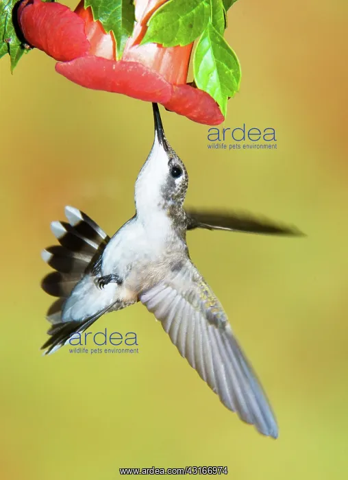 : Ruby Throated Hummingbird : Ruby Throated Hummingbird