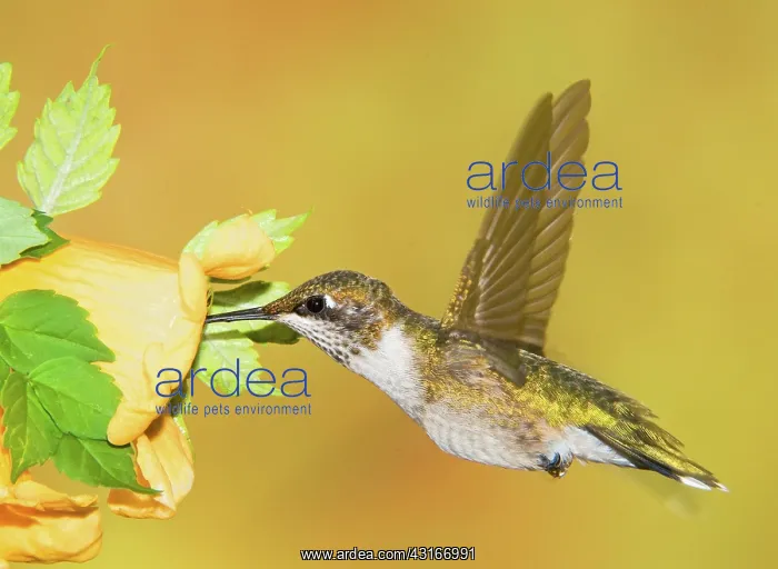 : Ruby Throated Hummingbird : Ruby Throated Hummingbird